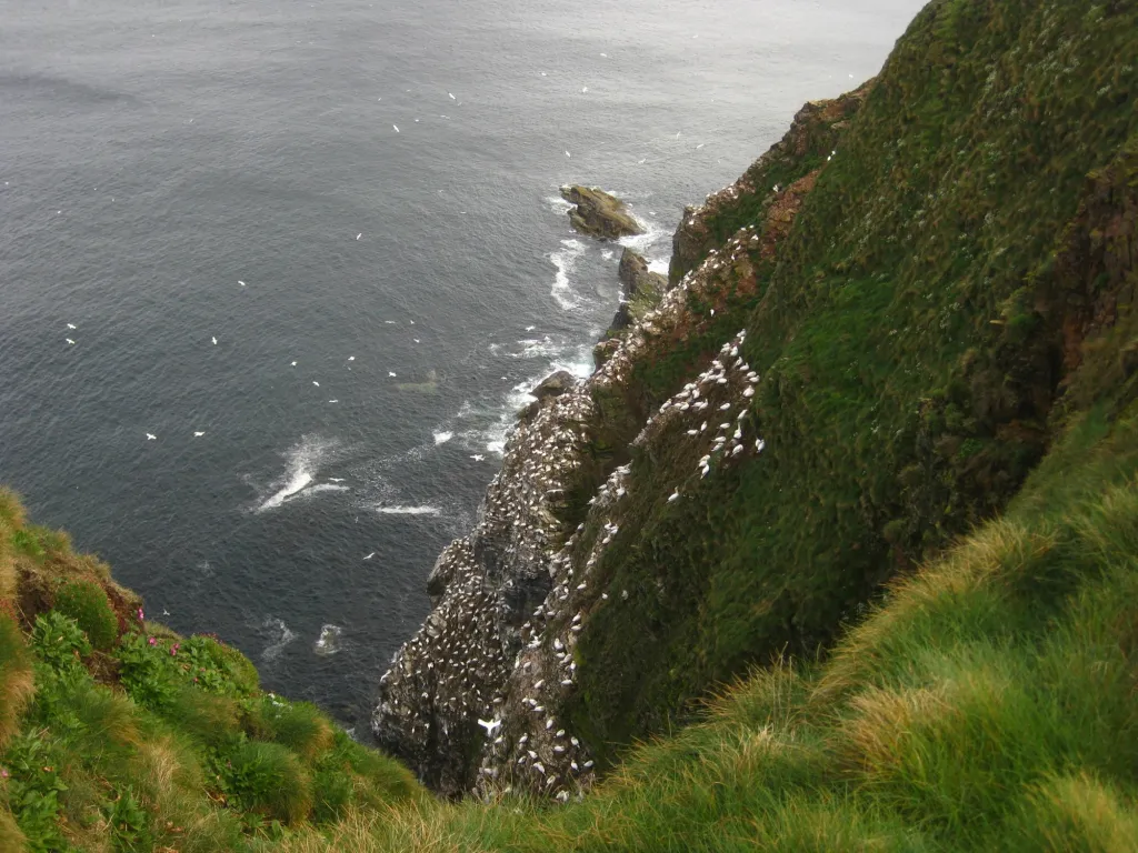 Gannet colony at RSPB Troup Head, Aberdeenshire